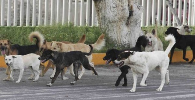 SOBREPOBLACIÓN CANINA: «Los Refugios No Son Una Solución» | Telediario ...